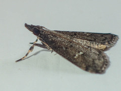 Dolicharthria