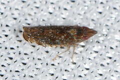 Scaphytopius acutus