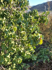Prunus ilicifolia