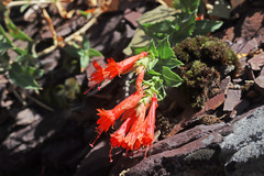 Epilobium canum garrettii