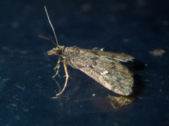 Dolicharthria