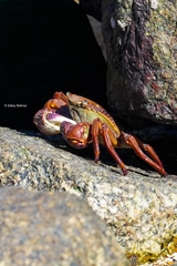 Leptograpsus variegatus