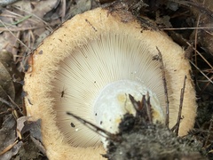 Lactarius torminosus