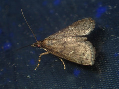 Dolicharthria