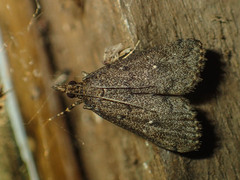 Dolicharthria