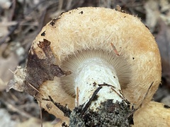 Lactarius torminosus