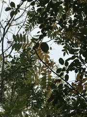 Sorbus decora