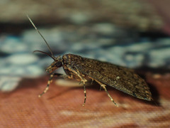 Dolicharthria