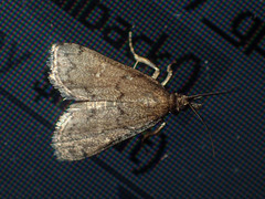 Dolicharthria