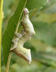 Notodonta scitipennis