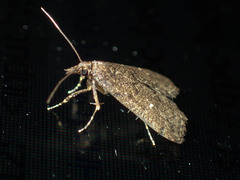 Dolicharthria