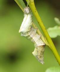 Notodonta scitipennis