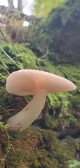 Russula rhodocephala