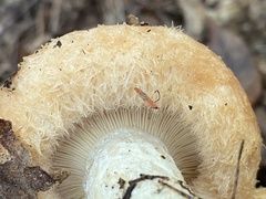 Lactarius torminosus