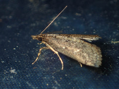 Dolicharthria