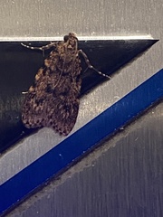 Mimaglossa nauplialis