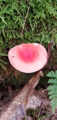 Russula rhodocephala