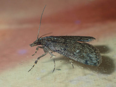 Dolicharthria