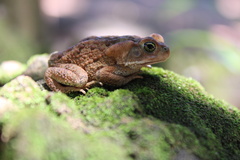 Rhinella