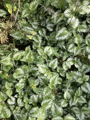 Lamium galeobdolon argentatum