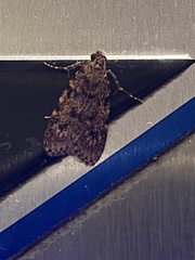 Mimaglossa nauplialis