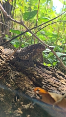 Anaxyrus americanus