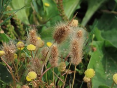 Polypogon monspeliensis