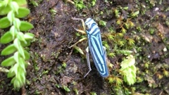 Graphocephala flavovittata