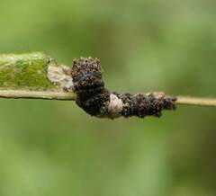 Limenitis