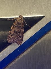 Mimaglossa nauplialis