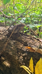 Anaxyrus americanus