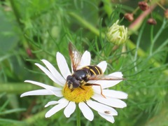 Sericomyia chalcopyga
