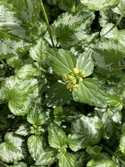 Lamium galeobdolon argentatum