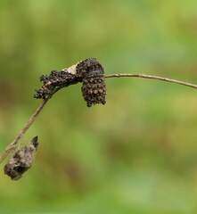 Limenitis