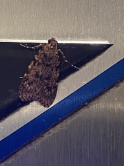 Mimaglossa nauplialis