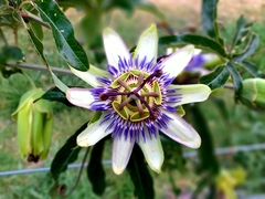 Passiflora caerulea
