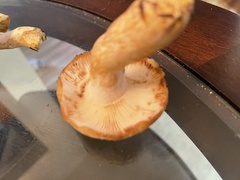 Russula cerolens