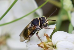 Triepeolus mexicanus