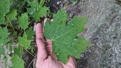 Acer platanoides