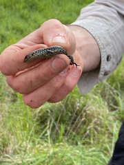 Lissolepis coventryi