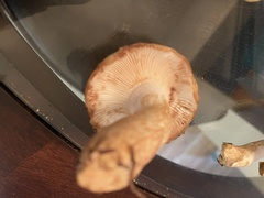 Russula cerolens