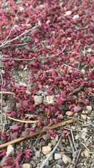 Caryophyllales