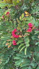 Sorbus sitchensis
