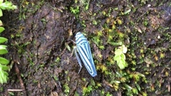 Graphocephala flavovittata