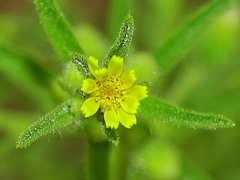 Dittrichia graveolens