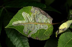 Phyllocnistis populiella