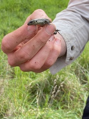 Lissolepis coventryi