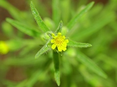 Dittrichia graveolens