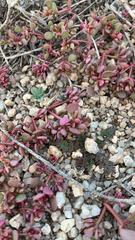 Caryophyllales