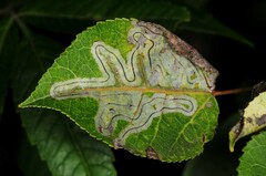 Phyllocnistis populiella